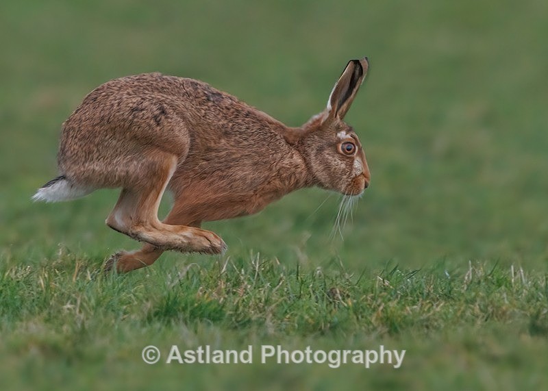 Brown Hare - Latest Images
