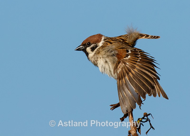Astland Photography, Bird and Wildlife Images, Susan and Peter Wilson, U.K.