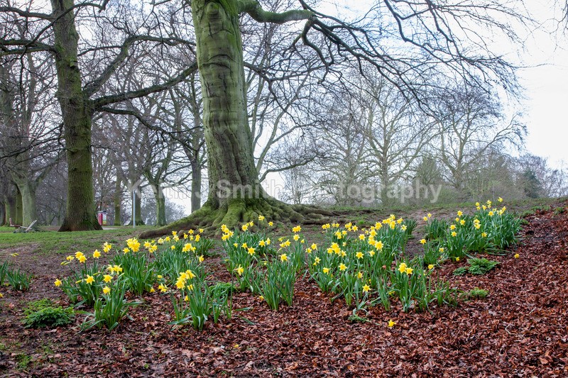 2SKJ4884 - Trees in Abington Park