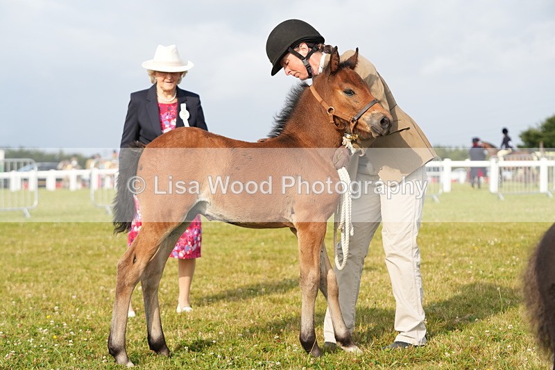DSC04451 - Classes 44 & 45: NPS M&M Brood Mare and Foal