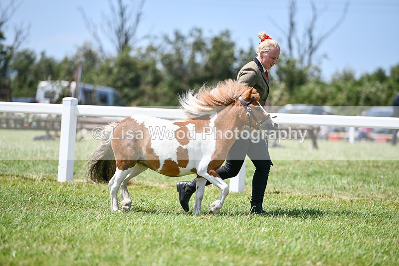 DSC_7317 - Class 62: Coloured Pony Youngstock
