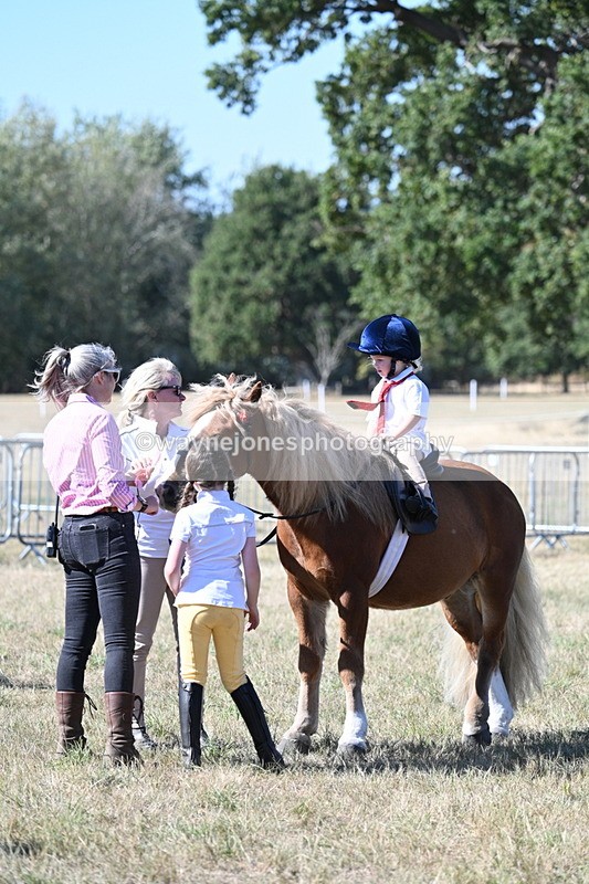 WJ7_1699 - Class 42 Most Handsome Gelding