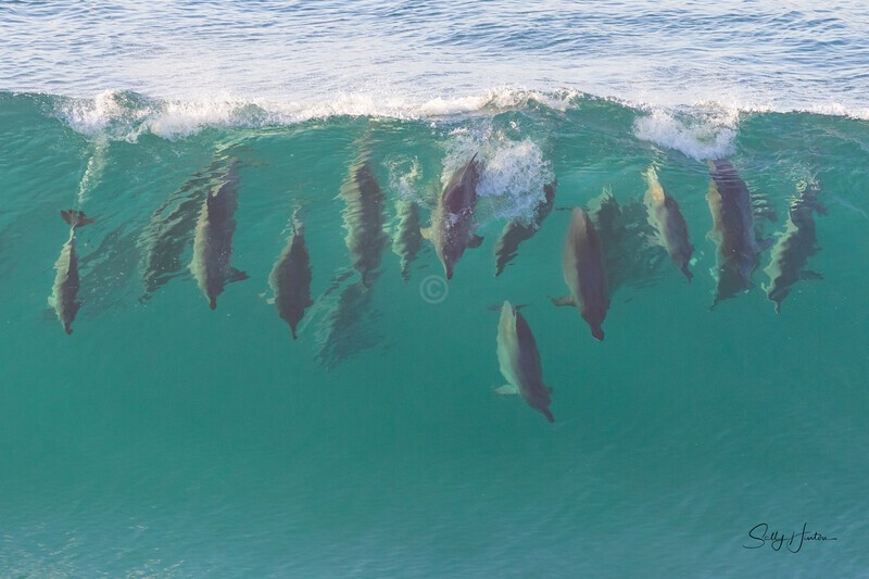 Wave of Dolphins 2 0A3A9620 - Dolphins