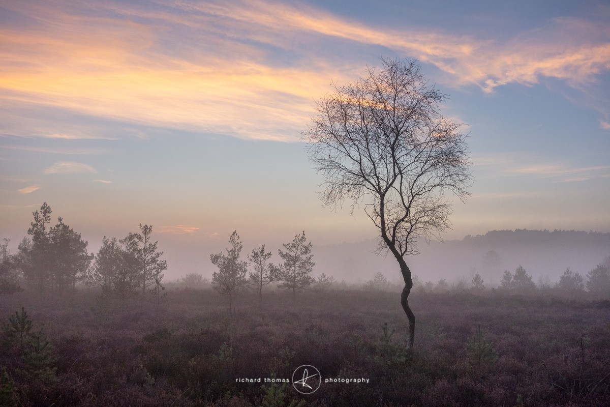 Spindle mist - Woodland