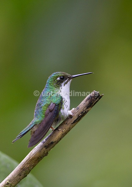 Booted Racket-tail Hummingbird - Galapágos