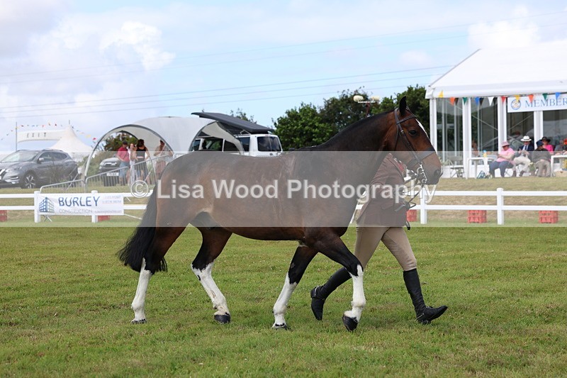 3E7A0100 - Class 5: Rising Star Lightweight/Heavyweight Cobs