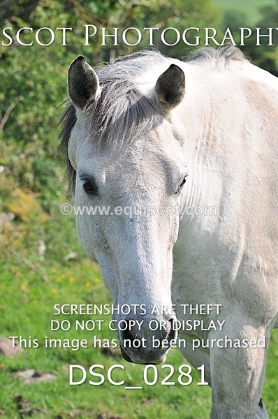 DSC_0281 - ARCHIVE REQUEST - Quincy and Guinness