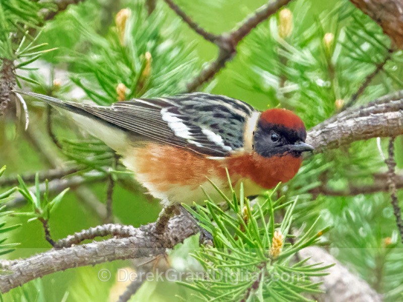 Bay-breasted Warbler -  Setophaga castanea - Birds of Atlantic Canada