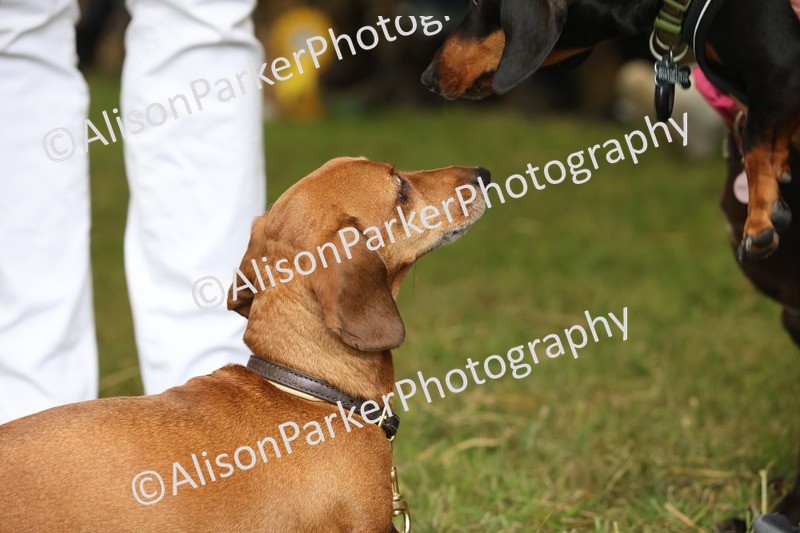 20250607-0463 - Best in Show