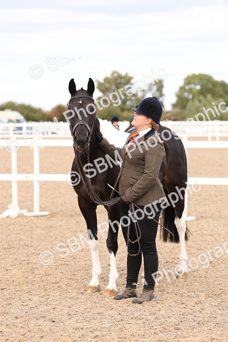 SBM_15382 - Class 210- IH Show Horse