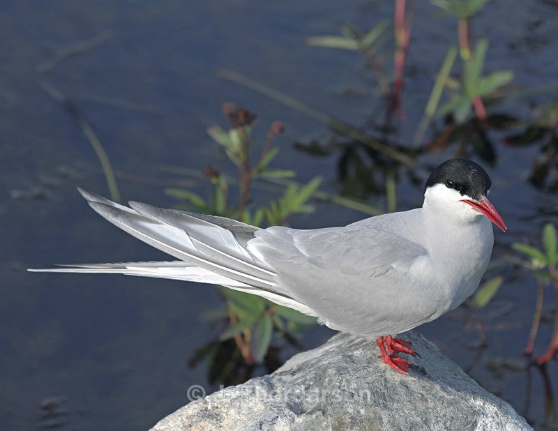  - Sea Birds