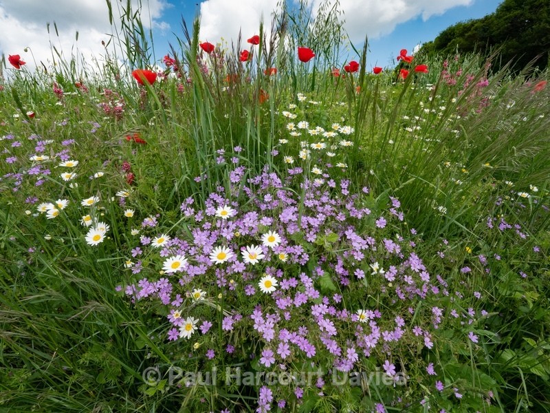Pyrenian  cranesbill (Geranium pyrenaicum) with Ox-eye Daisy (Leucanthemum vulgare) - Flowers in the Landscape - 2