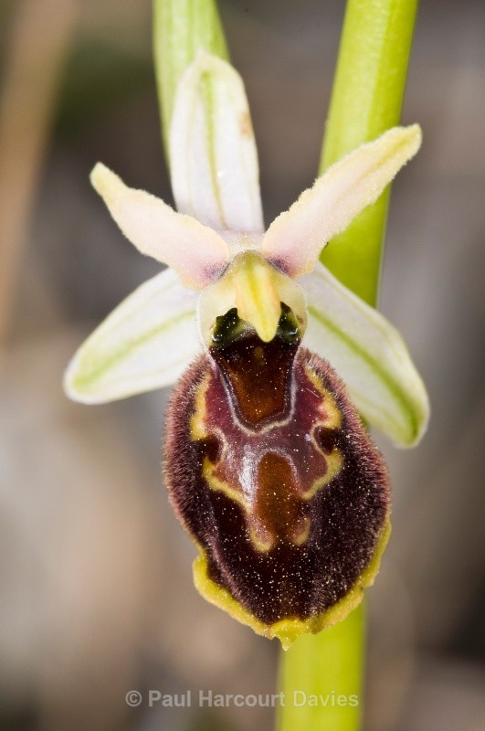 Tyrhennian Ophrys (Ophrys tyrrhena) - Orchids - Ophrys