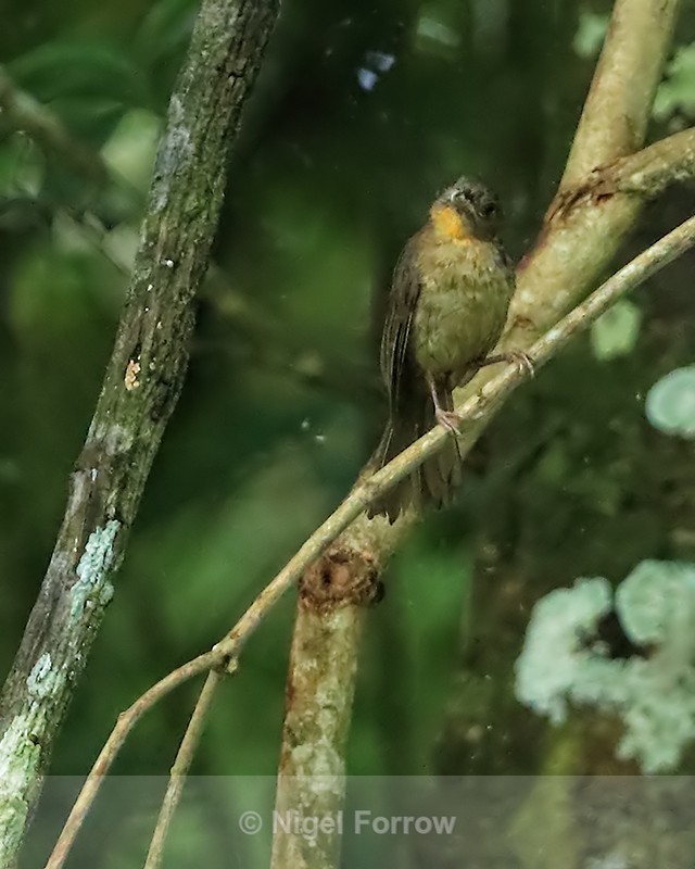 Red-throated Ant-Tanager (female), Panama - Red-throated Ant-Tanager