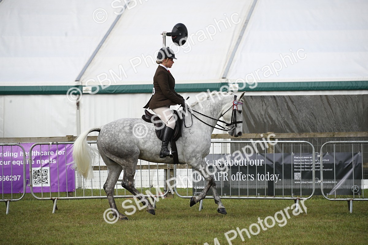 SBM_11506 - Class 95-96 - LIHS BSHA Rising Star Hack Riding Horse