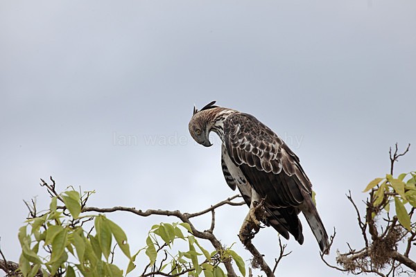  - Sri Lanka wildlife, people & places