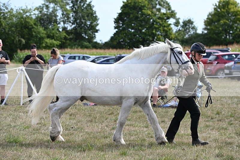 WJ6_6609 - Class 20 In-hand Cob