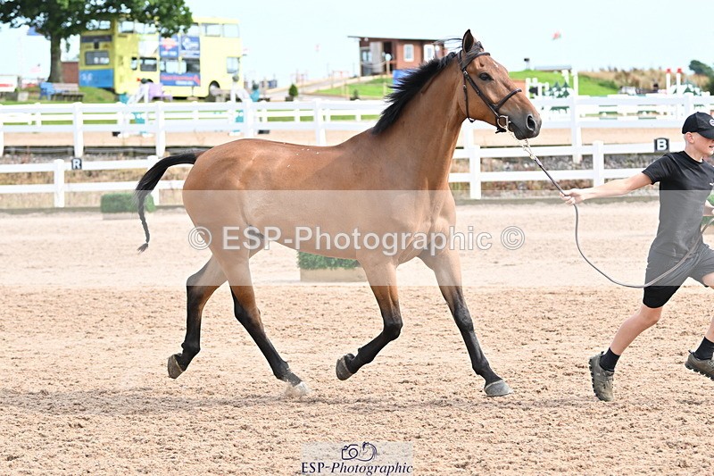 240717A-165750-03578 - Trot Up 4pm to 5pm