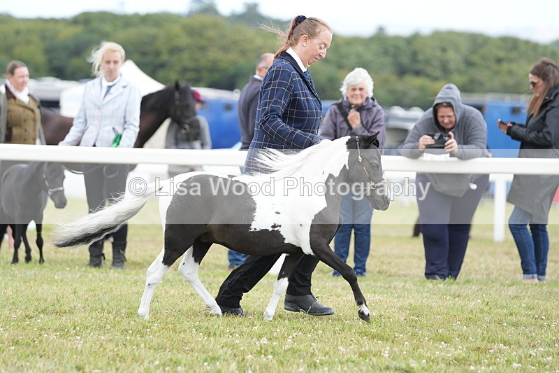 DSC06638 - Miniature Horse Championship