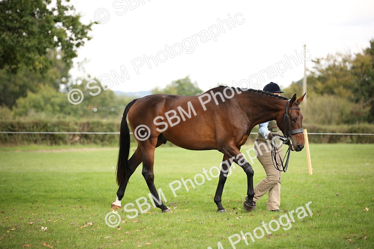 SBM_62907 - In Hand Horse Supreme Championship