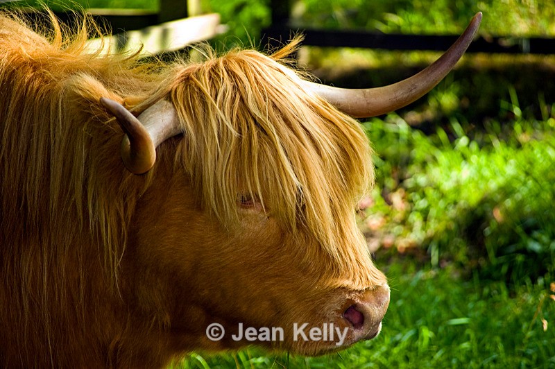 Highland cow - 20080818_82 - Cattle