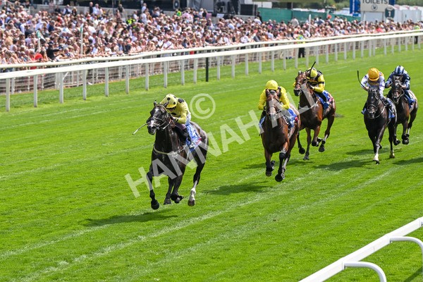 260725-Race 3-Royal Champion-7417 - Race 3 2.40pm Sky Bet York Stakes
