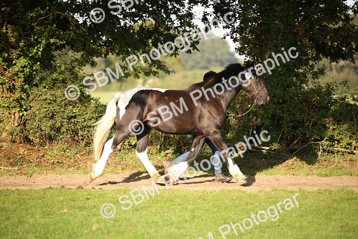 SBM_58701 - S51 - Piebald & Skewbald Horse In Hand