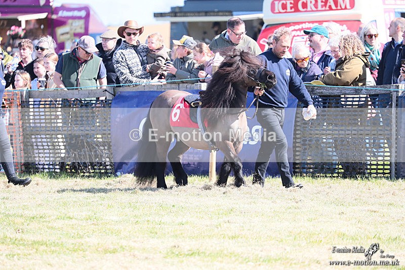Shet 060426 12 - Shetland Pony Racing Paxford Races Easter Mon 06/04/26