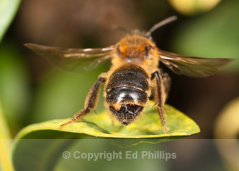 A. carantonica - Andrena carantonica