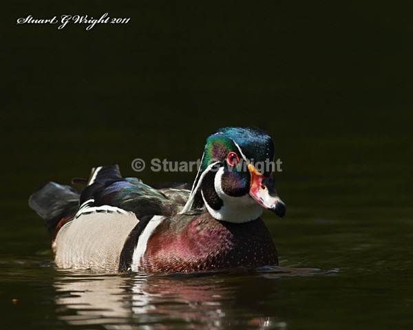 113 - Waterfowl