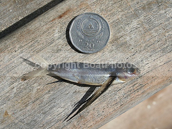 061104 Flying Fish landed on boat - ATLANTIC CROSSING 2006