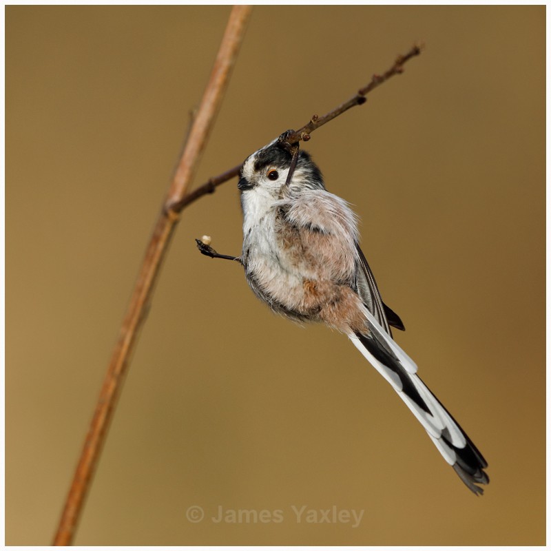 Feat of Agility - Best of British Wildlife