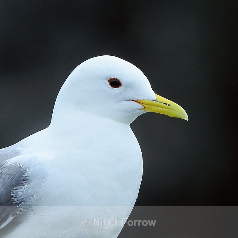 Kittiwake close-up, Farne Islands - Kittiwake