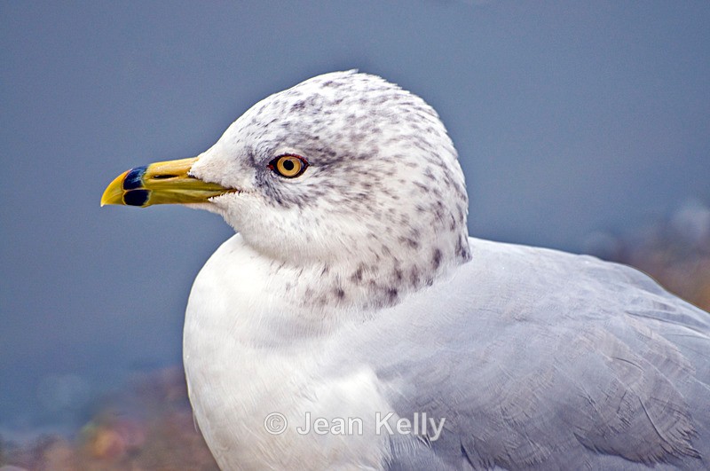 Ring Billed Gull - 1200 - Birds