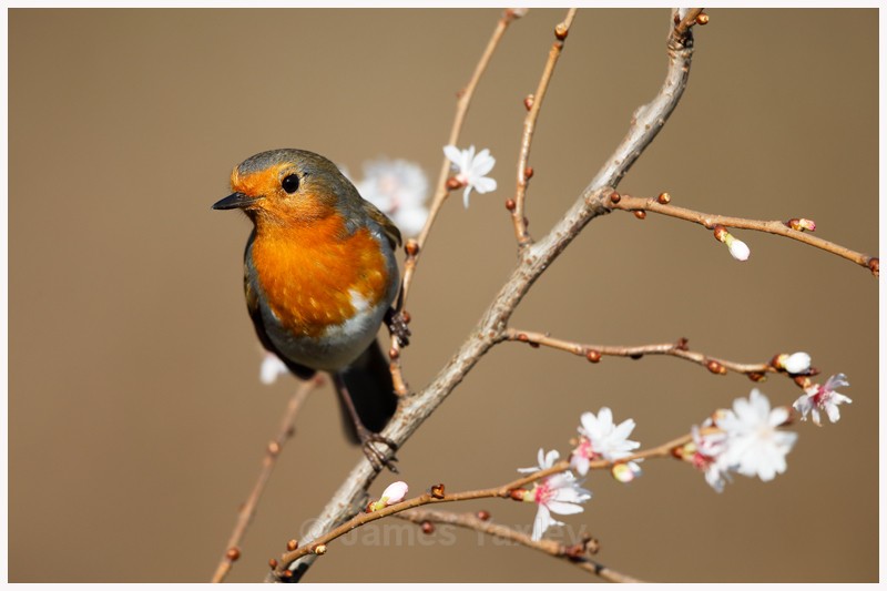 Robin on Winter Flowering Cherry  - Latest Work
