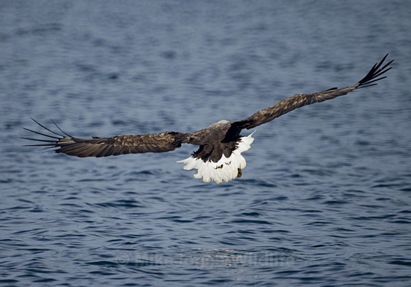White tailed eagle, Loch na keal, Isle of Mull, Scotland - FAVOURITES WILDLIFE GALLERY. Selected images from the wildlife collections.