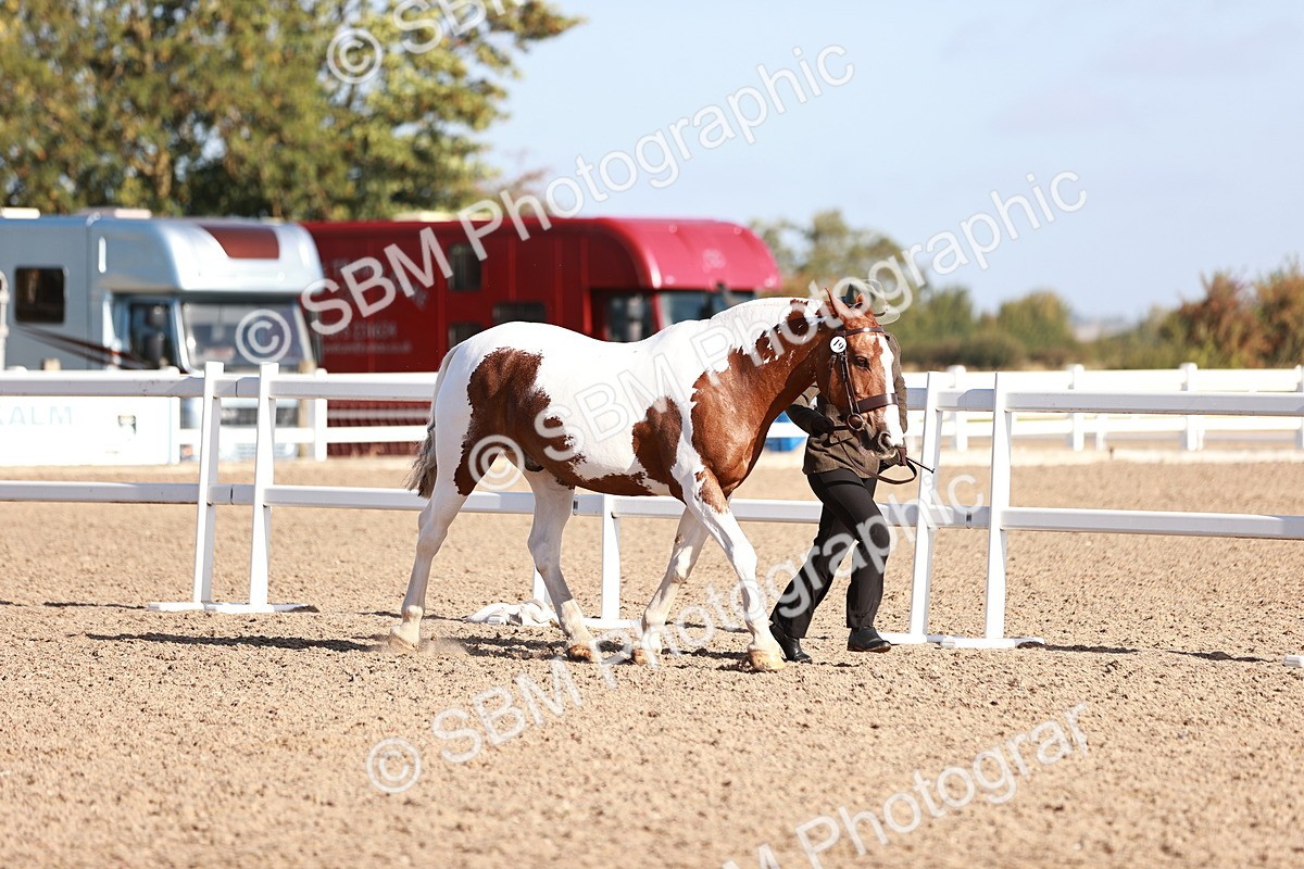 SBM_22008 - Class 702 - IH Show Horse-Pony