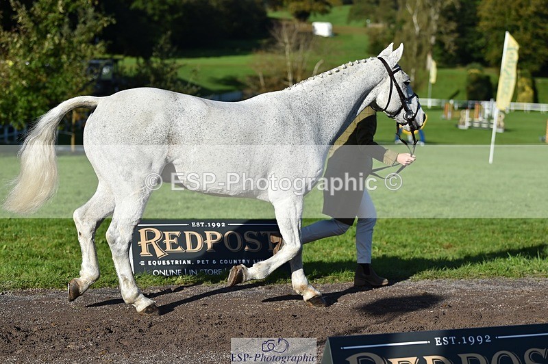 231022-103418-22573 - 457-KILLOUGHTER.GOLD.DUST-Olivia.McDonald-TrotUp+SJ