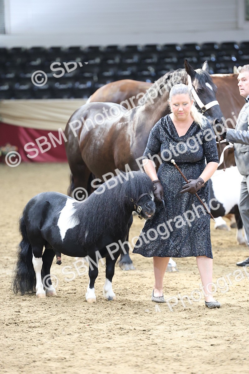 SBM_23324 - Class 903 - Supreme Final - IH Pre Vet