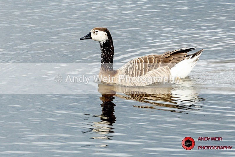 190322-untitled-1L4A0358 - Geese