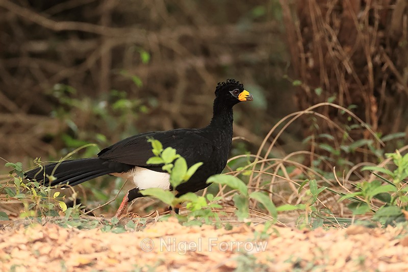 Bare-faced Curassow (male), Porto Jofre, Mato Grosso, Brazil - Bare-faced Curassow