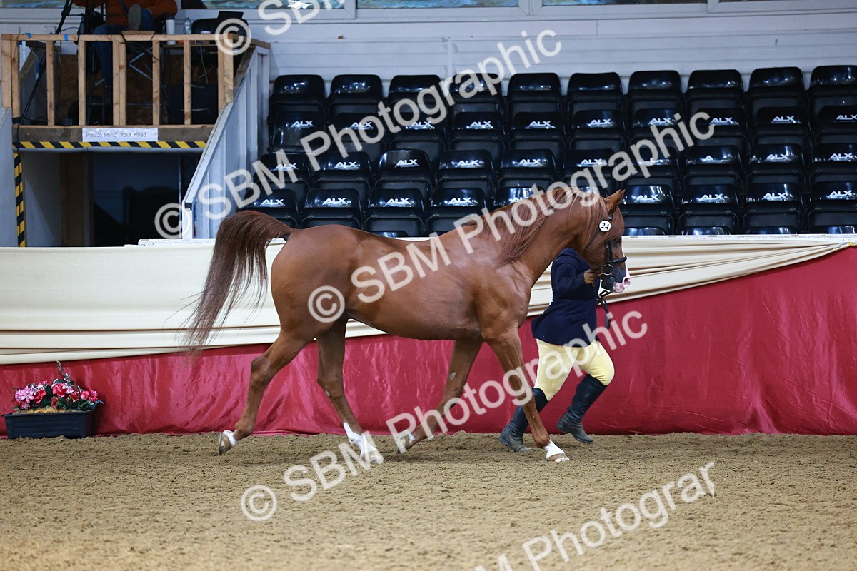 SBM_22371 - Class 902 - Supreme Final - IH Diamond