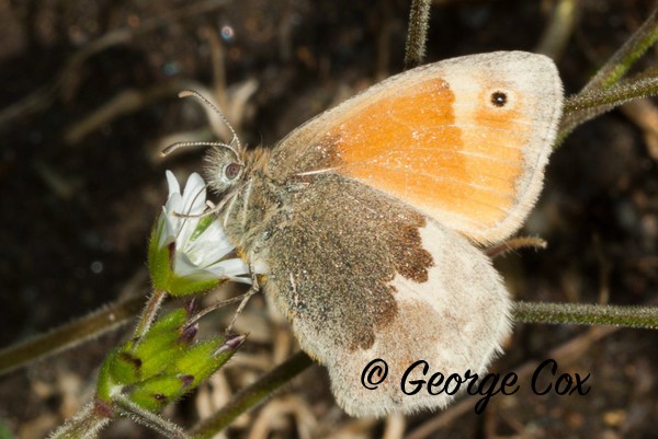 Small Heath at Priddy Minories