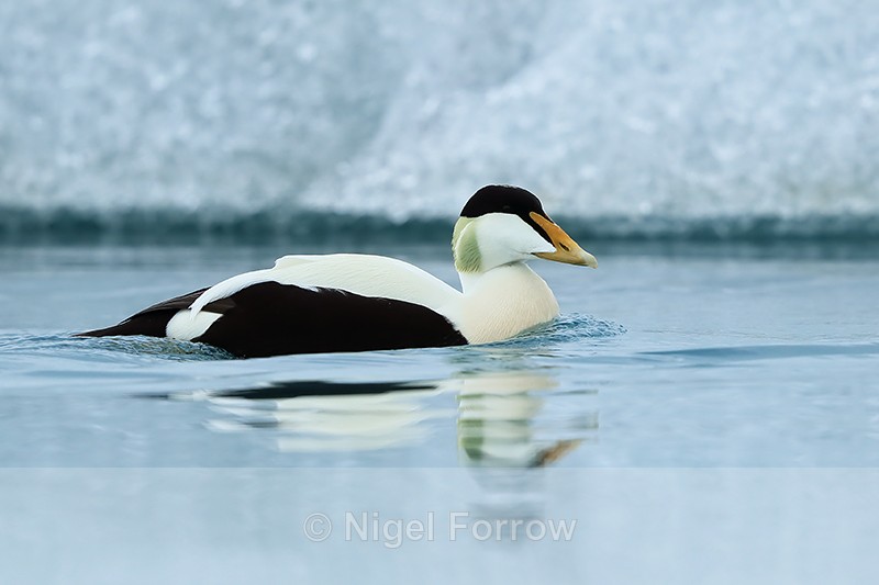 Eider, iceberg background, Jokulsarlon, Iceland - Eider