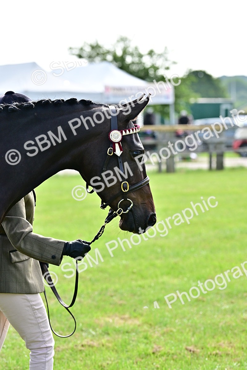 SBM_00104 - Class 46-49 - Arab and Part Bed-Anglo Arab In Hand