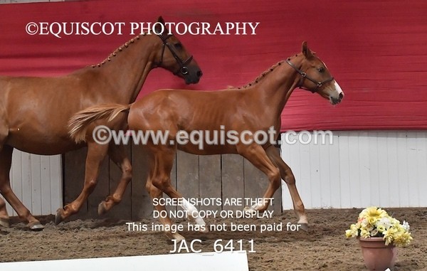 JAC_6411 - 19 Luca