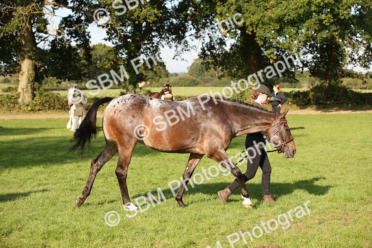SBM_59382 - S52 - Other Coloured Horse In Hand