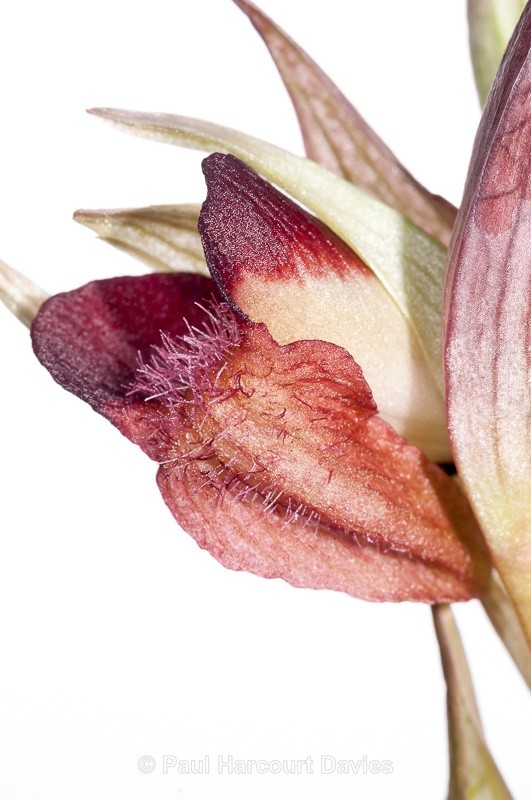  - WB: Orchids - Various