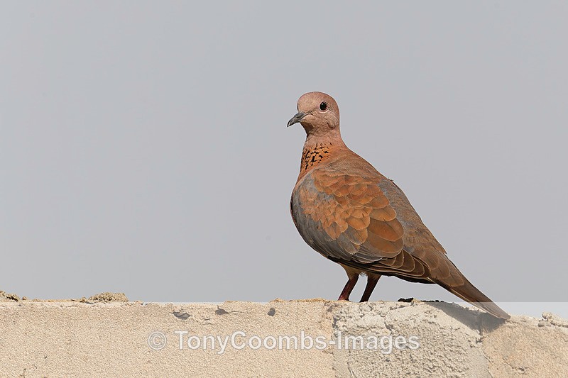 Laughing Dove - The Gambia