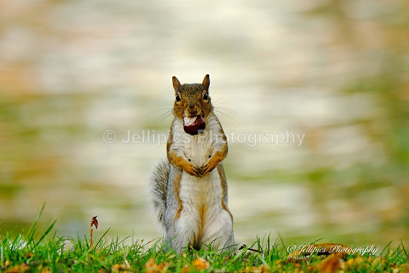  - Wildlife and Nature